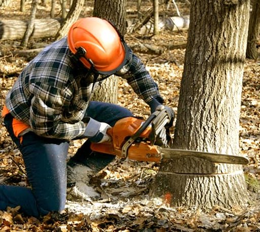 Tree Removal in Frakes, KY